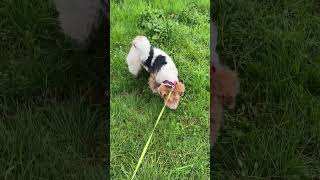 Фокстерьер и следы в траве  Foxterrier and someones tracks in the grass [upl. by Aicssej]