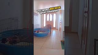 ⚠️Dog communicates with owner via camera 🤯 [upl. by Nahta765]