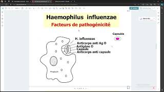 Bacteriologie  Haemophilus influennzae FMPC [upl. by Reema]