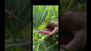 Pumpkin Pruning shorts viral agruculture shortsfeed farming gardening ytshorts youtubeshorts [upl. by Irving408]