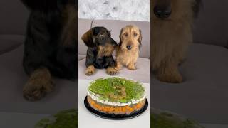 Upatlali jsme dort pro bráchu 🍰 natlapkach dogvlog [upl. by Irtimd535]