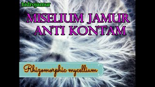 Miselium Anti Kontam Rhizomorphic mycellium [upl. by Atenahs838]