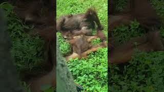 紅毛猩猩Bornean OrangutanTaipei Zoo [upl. by Nonaihr]