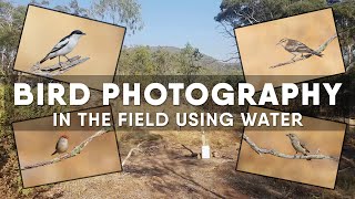 Bird Photography  Using Water To Attract Birds  In The Field Vlog 1 [upl. by Ginsberg]