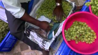 Export packing of Grapes for Bangladesh [upl. by Eecrad]