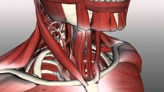 Neck Muscles Anatomy  Anterior Triangle  Part 2 [upl. by Albertson]