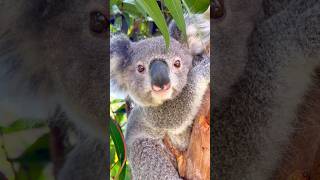 Koalas Funniest Moments Caught on Cam [upl. by Leelahk]