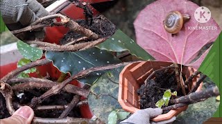 What Happened To My Begonia Collections [upl. by Ettelra]