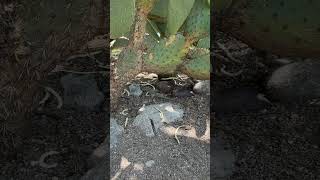 Arizona Whiptail 🦎 nature travel gardening wildlife hiking shorts short shortvideo lizard [upl. by Nohsav]