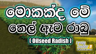 oilseed radish farming simulator 19  farming simulator 19 oilseed radish worth it fully explained [upl. by Llevram]