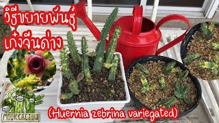 วิธีขยายพันธุ์เก๋งจีนด่าง Huernia zebrina variegated propagation  MookCactus [upl. by Ardiek]