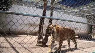 Zoológico Sahuatoba En Durango [upl. by Greggory]