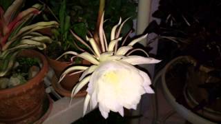 Epiphyllum oxypetalum Night Blooming Cereus Babe in a Manger plant [upl. by Chilcote]