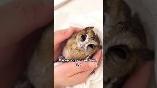 The baby owl found during a dog walk animals love shorts [upl. by Fendig]