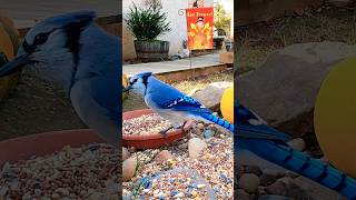 Pretty Bluejay Having a Snack birds bluejays birdwatching bird birdslover birdeating nature [upl. by Carboni]