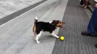 Clever dog plays fetch with himself [upl. by Selrac]