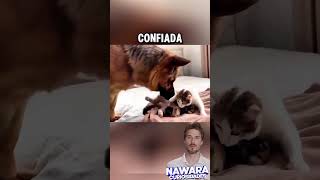 Gran pastor conoce a los hijos de su hermana gata [upl. by Corissa195]