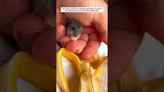 This family found an abandoned baby mouse in their backyard and then mouse babymouse short [upl. by Noreh377]