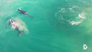 Watch This Stunning Footage of Orca Whales Killing a Great White Shark [upl. by Hazard]