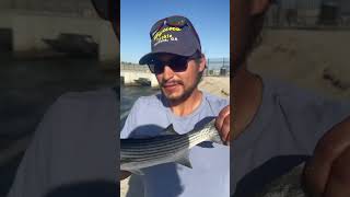 California Aqueduct Fishing How to catch a striper fishing shorts socal bass keeper [upl. by Tomi]