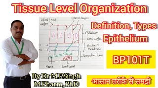 Tissue Level Organization  Definition Types  Epithelium  Human Anatomy amp Physiology  BP101T [upl. by Wojak974]