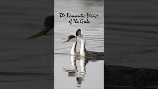 The Romantic Dance of the Western Grebes [upl. by Emlynn]