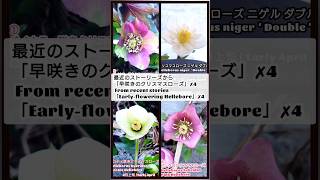 自宅庭のクリスマスローズ Helleborus Hellebore ①バイカラー Bicolor ②ダブルのニゲル niger ③糸ピコ Picotee ④ピンク Pink [upl. by Olmsted]