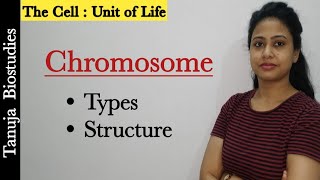 Cell  The Unit of Life  Chromosome  Types and Structure Satellite DNA Telomerase Class 11NEET [upl. by Nadroj]