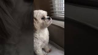 Shih Tzu Bichon Schicon howling like a little wolf [upl. by Habeh952]