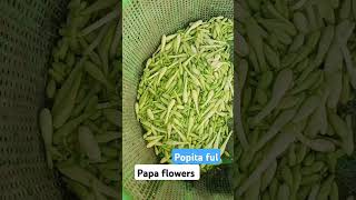 Papaya flowers popita ful  पपीता के फूल [upl. by Thomajan]