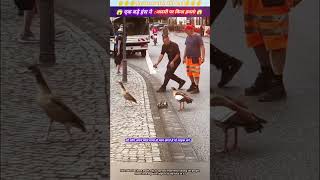 एक बड़े हंस ने आदमी पर किया हमला 😱🙏 animal animals animallover animalrescue duck [upl. by Eelsnia]