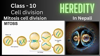 Heredity Class  10 Mitosis Cell Divisions  In Nepali  Science and Technology [upl. by Tebzil]