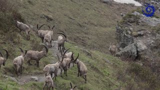 Suivi du bouquetin des Alpes dans le Parc national de la Vanoise [upl. by Wendall247]