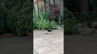 இரை தேடும் black bird🐿️squirrel🐿️youtube shorts [upl. by Janis736]