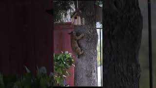 Bobcat Kitten Climbs a Tree and Takes Over a Birdhouse [upl. by Lohcin]