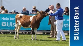 Day 3 of the 2016 Balmoral Show in partnership with Ulster Bank [upl. by Llehsyt]