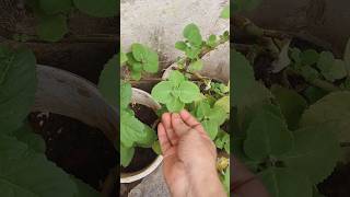 Homemade Oregano Recipe  How to make Oregano at home shorts youtubeshorts viralshorts [upl. by Iruam3]