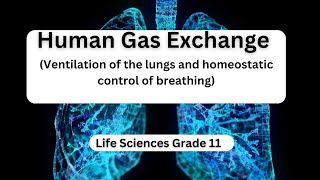 Human Gas Exchange Ventilation of the lungs and homeostatic control of breathing [upl. by Jamal]