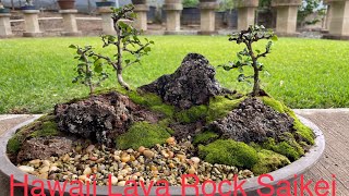 Hawaii Lava Rock Saikei Tutorial  Penjing [upl. by Natye]