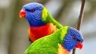 Cockatoo Jealousy as Stunning Rainbow lorikeets TAKE OVER [upl. by Ruel]