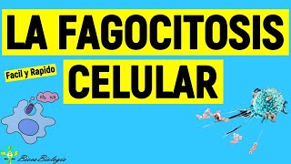 LA FAGOCITOSIS CELULAR Fácil y Rápido [upl. by Aekan]