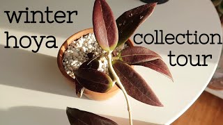 Relaxing Winter Hoya Collection Tour [upl. by Karli442]