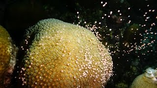 How were growing baby corals to rebuild reefs  Kristen Marhaver [upl. by Ylus594]