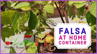 How to grow Falsa  Grewia Asiatica  Phalsa Berries with care tips complete guide at home container [upl. by Ahseihs]