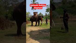 Mahout Bathing an Elephant Using a Water Hose [upl. by Cadel651]