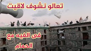 تعالو نشوف لاقيت ايه فى الغيه تمر هندى عصب وجريد وصحه تعالو نستنتج سبب نزوله [upl. by Yurik]