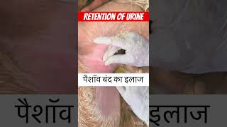 Retention of urine l dr Umar khan [upl. by Porty]