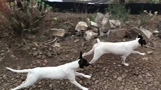 Cachorros de bodeguero andaluz en acción [upl. by Lemrej830]