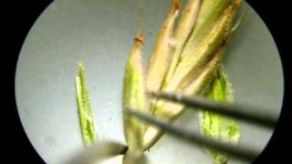 Grass spikelet dissection [upl. by Chute]