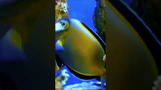 Cute Tang Fish fish shortsfeed foryou [upl. by Myles727]